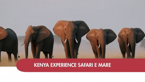 2026 africa total menya e mare 2 IN1
